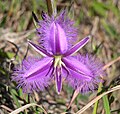 Thysanotus (Asparagaceae)