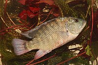 Tilapia rendalli.jpg 