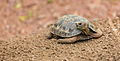 * Nomination San Cristobal Island Galapagos tortoise (Chelonoidis chathamensis), Santa Cruz Island, Galapagos Islands, Ecuador --Poco a poco 13:05, 23 July 2017 (UTC) * Decline Insufficient quality. Not sharp, sorry. --Shankar Raman 16:42, 23 July 2017 (UTC)