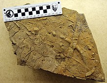 Spurenfossil (30302242260) .jpg