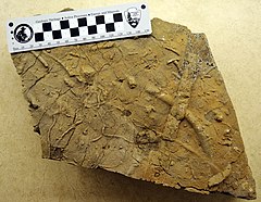 Trace fossil (30302242260).jpg