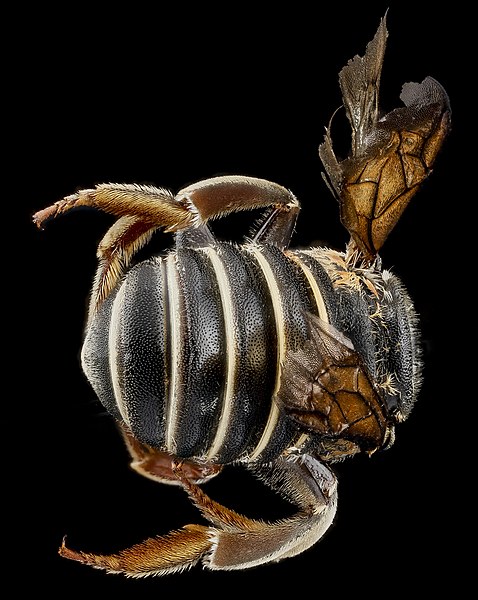 File:Trachusa ridingsii, F, Back1, Sandhills NWR, South Carolina 2012-11-16-15.09 (8201400124).jpg