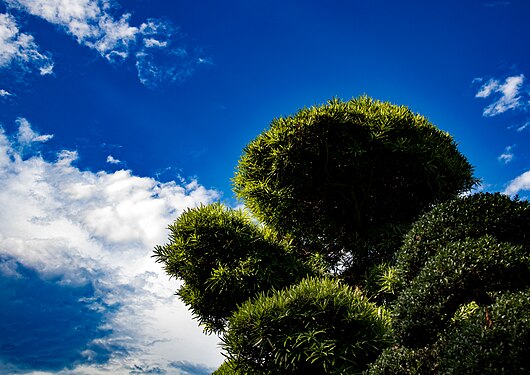 Tree under the blue sky