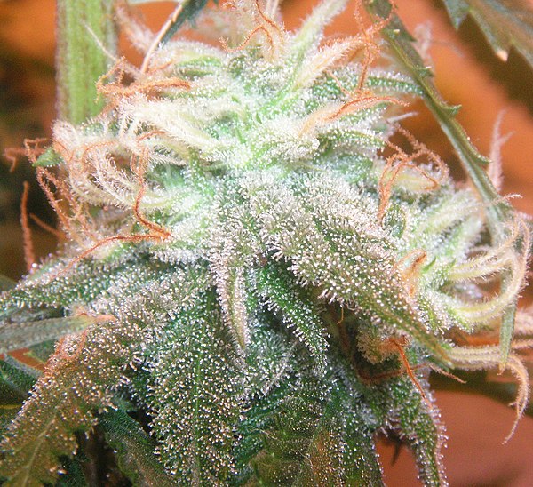 Cannabis female flower with visible trichomes