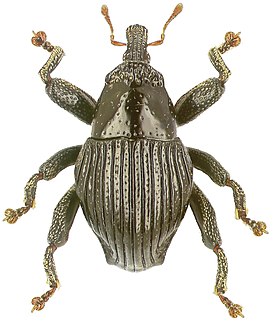 Trigonopterus lineatus