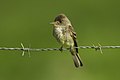 Tropical pewee