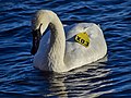 * Nomination Trumpeter swan (Cygnus buccinator), East Point Park, Toronto. --The Cosmonaut 00:36, 30 December 2020 (UTC) * Promotion  Support Good quality. --XRay 07:40, 30 December 2020 (UTC)