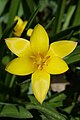 Esistono diverse varietà o sottospecie di Tulipa clusiana, con colori che vanno dal bianco al giallo e al rosso