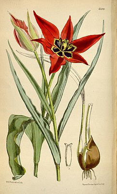 Tulipa undulatifolia Curtis Botanical Magazine 103 t 6308 (1877).jpg