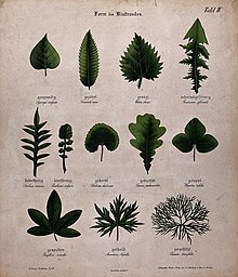 Twelve plant leaves with different types of margin. Chromoli Wellcome V0044558.jpg