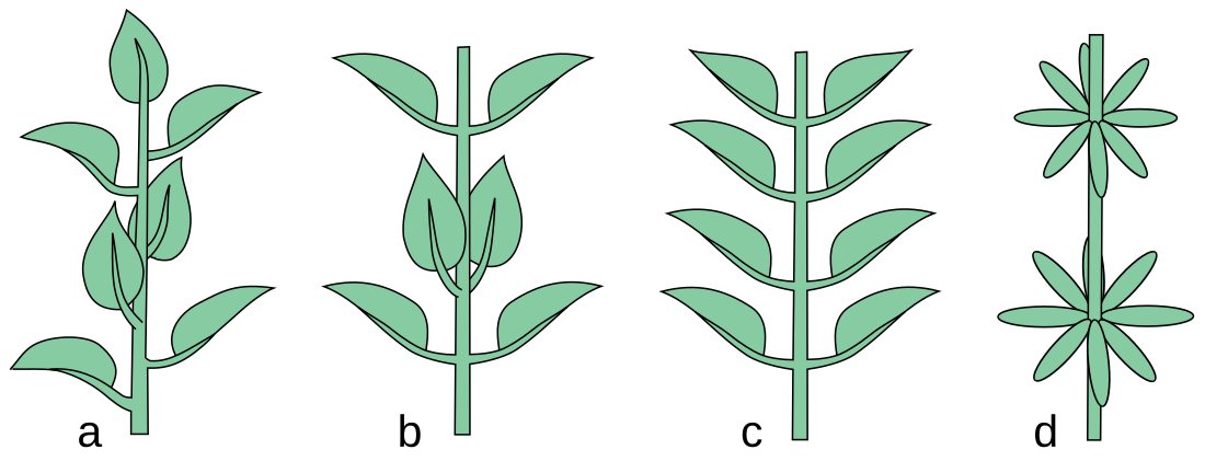 Filotaxia