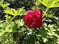 File:Una rosa roja en el jardín.jpg