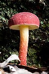 Unidentified Fungus 5621.jpg