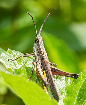 Grashopper