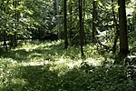 Naturschutzgebiet Wälder bei Cappenberg-West