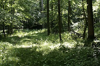 In de bossen bij Cappenberg