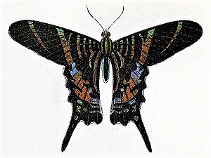 Urania sloanus as illustrated in A Handbook to the Order Lepidoptera by W. F. Kirby Urania sloanus.jpg