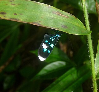 <i>Uranophora quadristrigata</i> species of insect