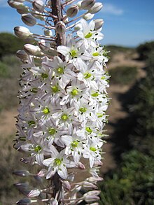 Fiori di scilla in Sardegna