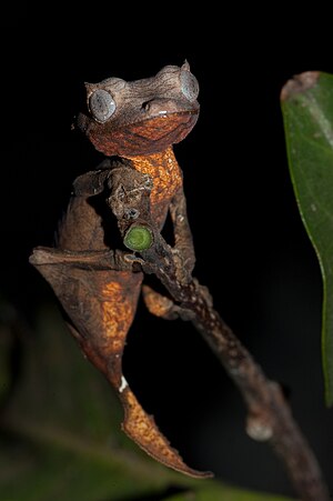 Uroplatus ebenaui, a madagascar leaf tailed gecko found in a western dry deciduous forest.