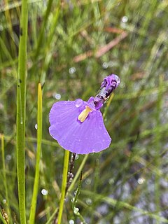 <i>Utricularia dichotoma</i> Species of plant