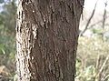 bark