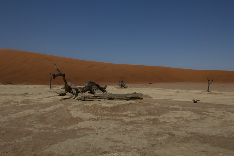 File:Vachellia erioloba tree in Dead Vlei.tif