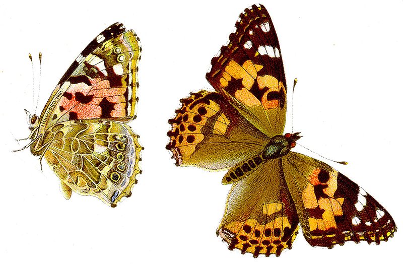 File:Vanessa cardui - Distelfalter.jpg