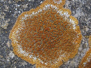 <i>Variospora flavescens</i> Species of lichen