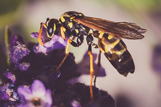 A wasp (Vespula germanica) on a true lavender (Lavandula angustifolia)