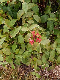 Viburnum lantana, plod