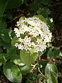 Viburnum lantana