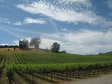 Vineyards in Russian River, Sonoma.jpg