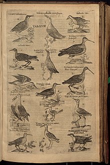 O Scolopax sive gallinago inta Ornithologia d'Aldrovandi (1613)