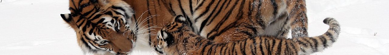 WV banner Amur tigers.jpg