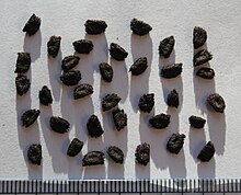 W. thyrsiflora seeds Wachendorfia thyrsiflora seeds, by Omar Hoftun.jpg