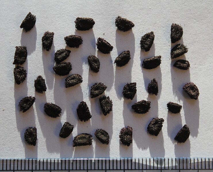 File:Wachendorfia thyrsiflora seeds, by Omar Hoftun.jpg