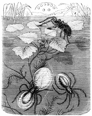 <span class="mw-page-title-main">Japanese water spider</span> Subspecies of spider