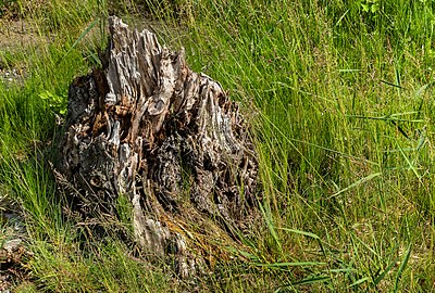 Weathered tree stump by the shore in Govik