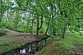 El sender al llarg del Wedeler Au al bosc d'estat