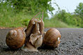 Спаривание у виноградной улитки, Helix pomatia.