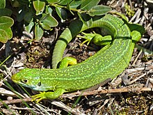 Lacerta bilineata ♀ (Hérault, France)