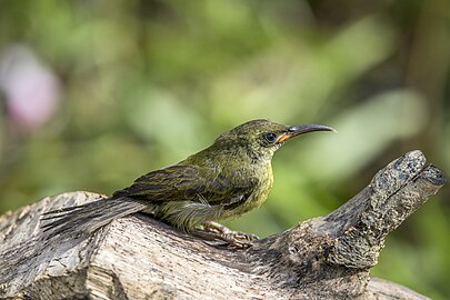 Western olive sunbird Cyanomitra olivacea obscura