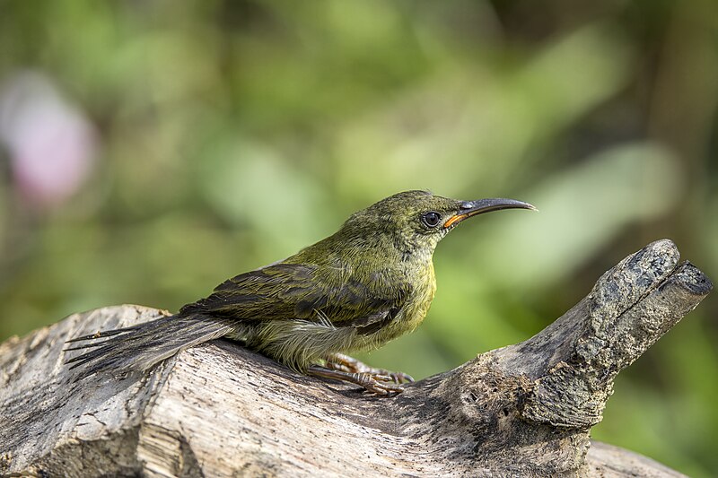 File:Western olive sunbird (Cyanomitra olivacea obscura) juvenile Ankasa.jpg