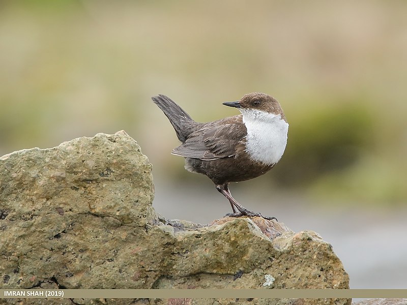 File:White-throated Dipper (Cinclus cinclus) (48660002506).jpg