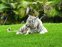 Carlita, a white tiger, was an iconic showcase of the zoo for nearly two decades. White Bengal tiger Miami MetroZoo.jpg