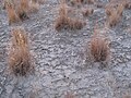 Indian Ricegrass (Achnatherum hymenoides, syn. Oryzopsis hymenoides) on the White Sands