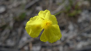 <i>Xyris juncea</i> Species of yelloweyed grass