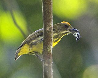 Yellow-breasted flowerpecker Species of bird