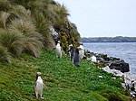 Yellow-eyed Penguins Auckland Islands.jpg
